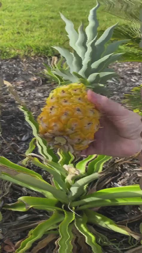 How To Grow Pineapples Easy Steps To Grow A Pineapple From Your