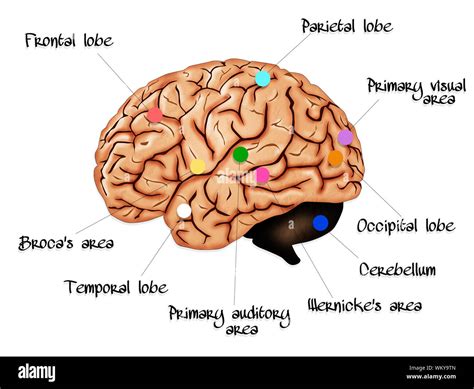 Brain Anatomy Hi Res Stock Photography And Images Alamy