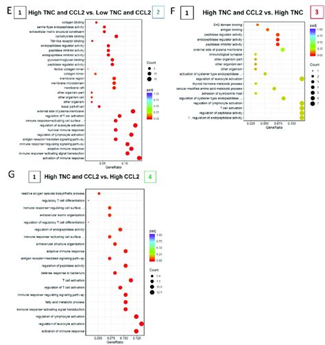 Bioinformatic Analysis Of The In Vivo Breast Cancer Model Over Time