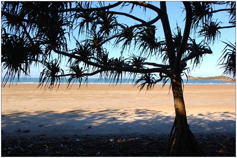 Beach through pandanus 1 by wildplaces on DeviantArt