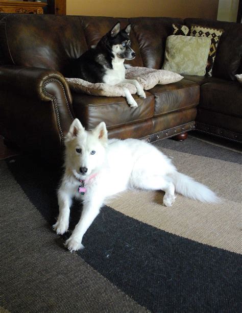 Spoiled Brats Tasha Angel Siberian Huskys White Wolf