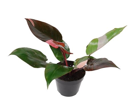 Philodendron Pink Princess Plant Wholesale Floraccess