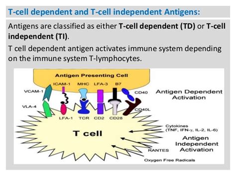 2 Antigens Immunogens Epitopes And Haptens