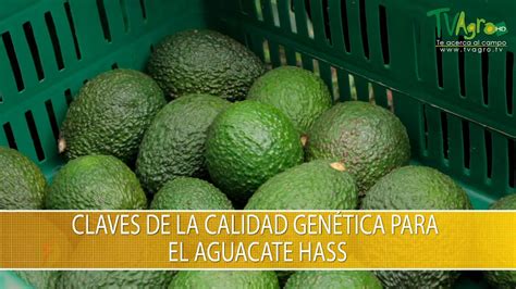 Claves De La Calidad Genetica Para El Aguacate Hass Tvagro Por Juan