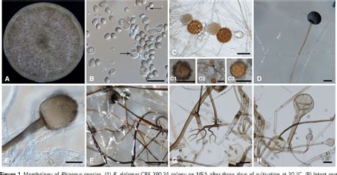 Figure 1 From Phylogenetic And Phylogenomic Definition Of Rhizopus