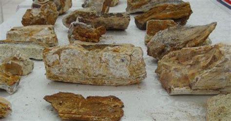 Tekirdağda Dinozor Fosilleri Çıktı Arkeofili