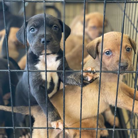 🚨 CODE RED! SOS! HELP! 🚨 This is... - San Antonio Pets Alive | Facebook