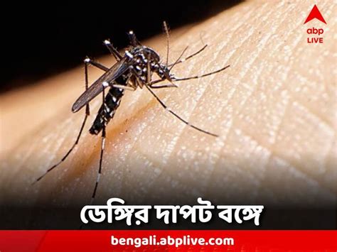 Wb Dengue Update ডেঙ্গি নিয়ে বাড়ছে উদ্বেগ এক সপ্তাহে বাংলায় আক্রান্ত ৬৭৫ জন