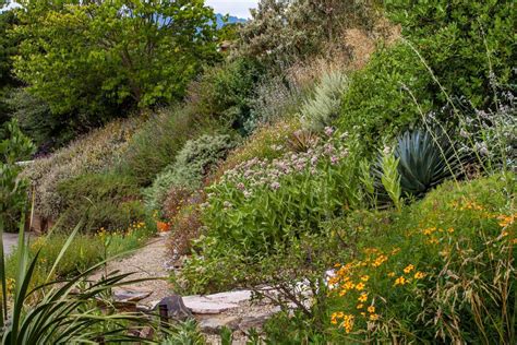 Charlotte S Garden Native Plant Nursery Novato Home Ground Habitats