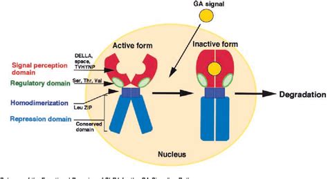 Figure 9 From The Gibberellin Signaling Pathway Is Regulated By The