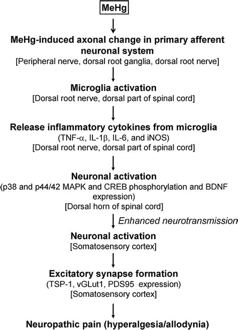 Schematic Representation Of The Potential Mechanism In MeHg Induced