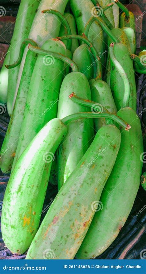 Long Bottle Gourd Squash Lauki Doodhi Dudhi Green Vine Vegetable Fresh