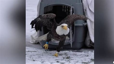 After Treatment Rescued Bald Eagle Released Back On Long Island