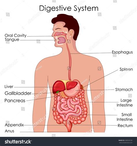 Medical Education Chart Biology Digestive System Stock Vector (Royalty ...