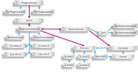 Total Estrogen Load: Why Just Measuring Estradiol Isn't Enough ...