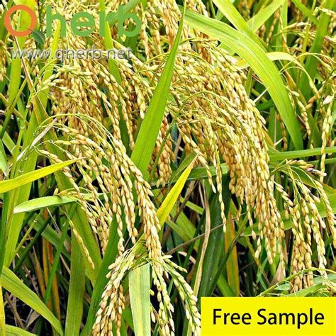 100 Natural Oryza Sativa Rice Bran 98 Ferulic Acid Oryza Sativa And