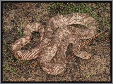 Snakes of Florida | Florida Backyard Snakes