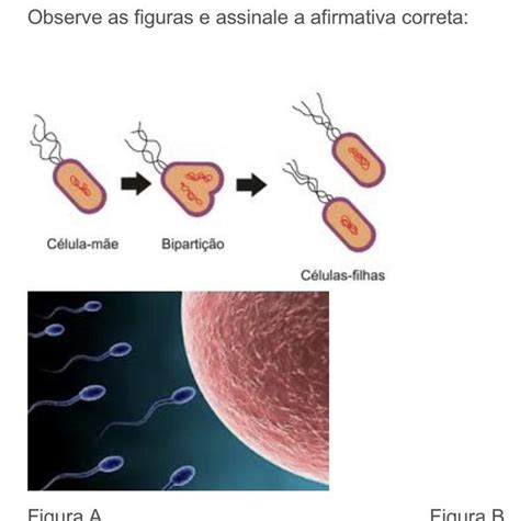 Celulas Especializadas Na Reprodução Sexuada - A A figura A representa reprodução SEXUADA, isso porque as células ...