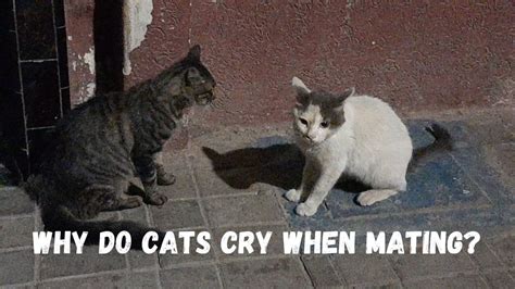 Why Do Cats Cry When Mating Youtube