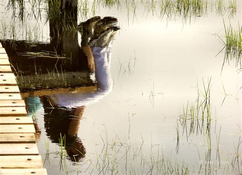 Wallpaper Reflection Tree Wetland Water Resources Bayou Morning