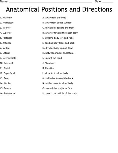 Anatomical Directions Worksheet - prntbl.concejomunicipaldechinu.gov.co