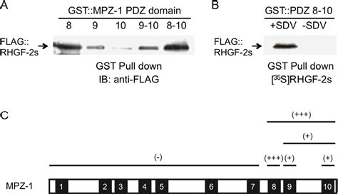 Figure From Rhgf Is An Essential Rho Specific Rhogef That Binds