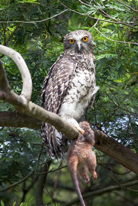 The Powerful Owl Australias Largest Owl Species Holding The Back