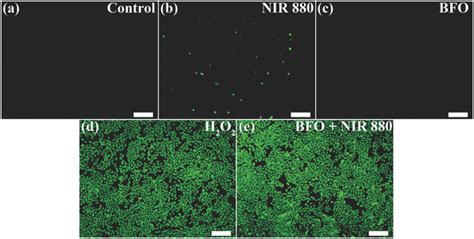 Detection Of Ros Generation Fluorescence Microscope Images Of A Cells