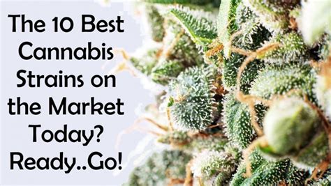 Guide to the 10 Best Cannabis Strains on the Market Today