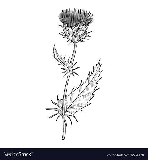 Drawing Milk Thistle Royalty Free Vector Image