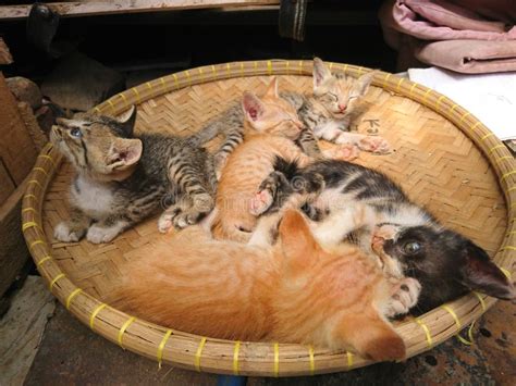 cats playing  stock photo image