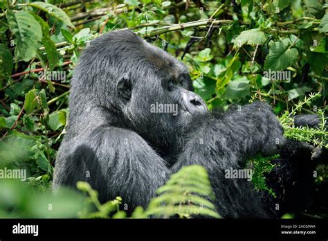 Male Mountain Gorilla Eating The Mountain Gorilla Gorilla Beringei