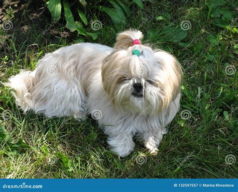 Little White Dog Among Green Grass In The Countryside Stock Image