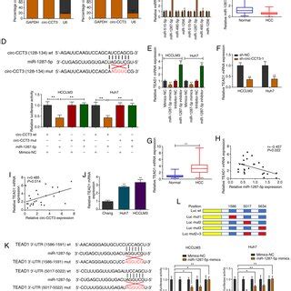 Circ Cct Sponges Mir P To Regulate Tead Expression A Rt Qpcr