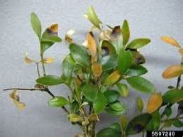 What Is Boxwood Blight Boxwood Blight Symptoms And Treatment ...