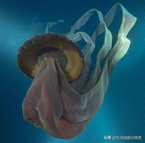 30张图片展示那些不为我们所知的深海生物 每日头条