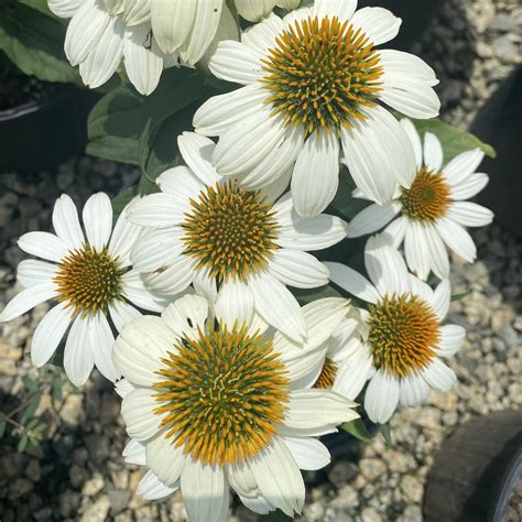 Echinacea Purpurea Powwow White Piedmont Carolina Nursery