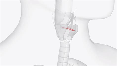 Premium Photo | The vestibular fold is one of two thick folds of mucous ...