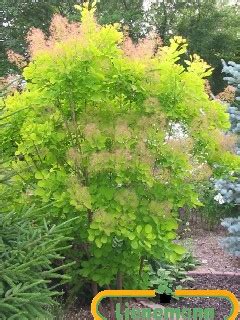 Cotinus Coggygria Golden Spirit R Baumschule Lienemann