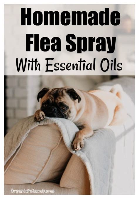 Homemade Flea Spray For House With Essential Oils - Organic Palace Queen