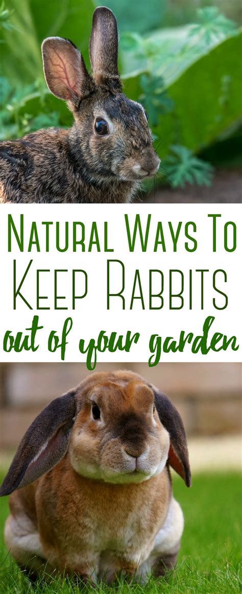 Keep Rabbits Out Of Your Garden Naturally