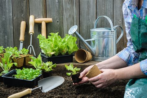 Comment faire pousser de la salade à la maison les 3 techniques