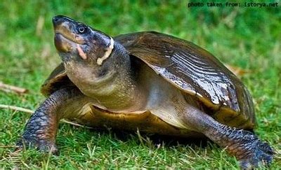 Philippine Forest Turtle