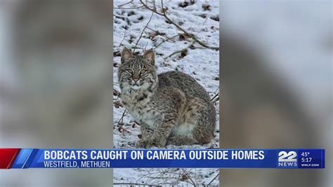 Bobcats Caught On Camera Outside Homes In Massachusetts Youtube