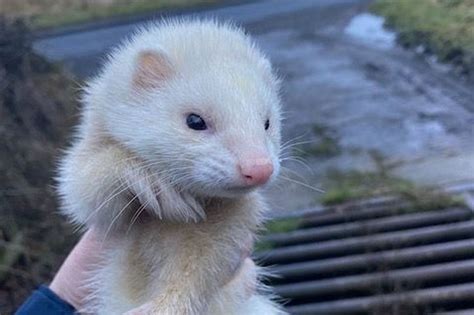 RSPCA appeal to find owner of stray ferret rescued from County Durham ...