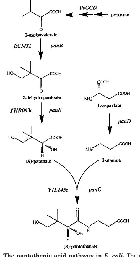 Figure 1 From Saccharomyces Cerevisiae Is Capable Of De Novo