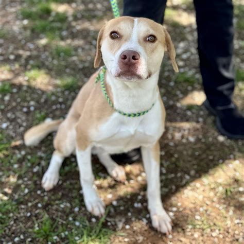 animal shelters durham nc 1
