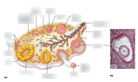 Anatomy Of Ovary Diagram Quizlet