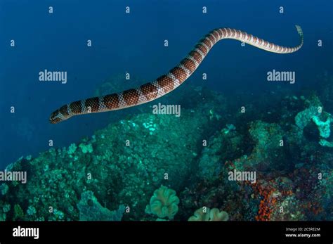 Chinese Sea Snake, Laticauda semifasciata, Red Cliff dive site, Manuk ...