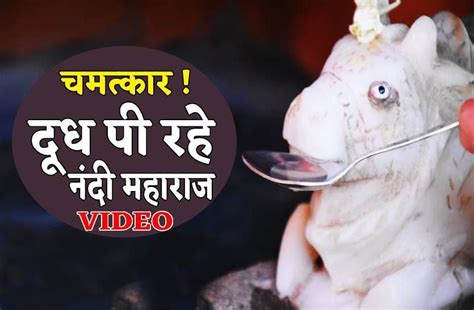 Nandi Of Mahadev Is Drinking Milk Watch Miracle Video चमत्कार दूध